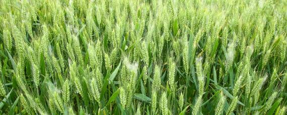 武农986小麦品种介绍 武农986小麦品种表现如何