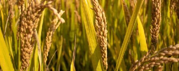 籼稻适宜种植的海拔上限（籼稻适宜种植的海拔上限是1600还是1800）