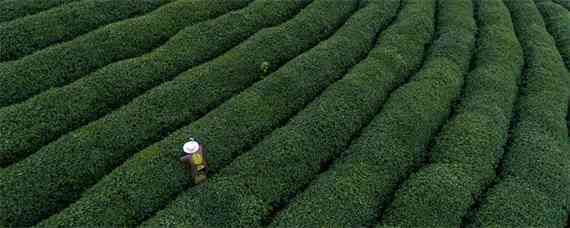 生态有机茶叶品质形成的关键技术（生态茶的生产技术）