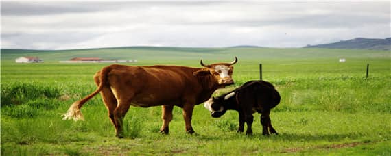 牛身上有几个牛腱子 牛腱子是牛身上的哪个部位?