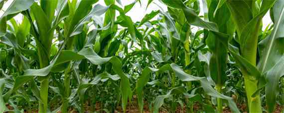 玉米一亩地种多少株 玉米一亩地种多少株最好