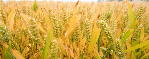 漯麦18小麦品种介绍（漯麦47小麦产量）