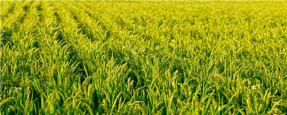 袁隆平研究的水稻亩产多少 袁隆平研究的水稻亩产多少公斤