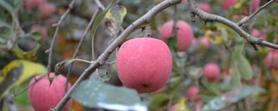 苹果的生长和成熟的过程 苹果的生长和成熟的过程视频
