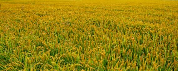 稻子和麦子的区别 稻子和麦子的区别图片