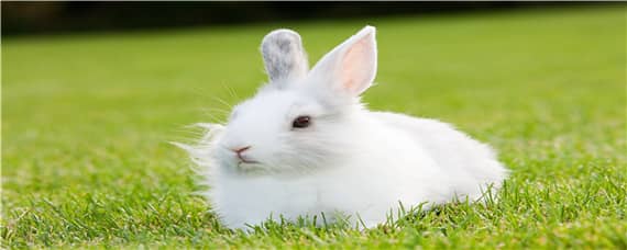 家兔和野兔可以杂交吗（野兔和家兔杂交能生小兔吗）