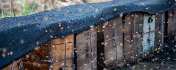 11月份收的蜂能不能过冬 十月份收的蜂能养吗