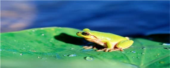 牛蛙为什么是生态杀手 牛蛙为什么是生态杀手通缉令