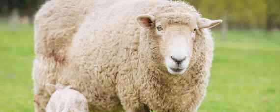 羊多久可以出栏 一只羊多久可以出栏