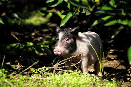 2020年香猪的养殖前景怎么样 现在养香猪前景还好吗