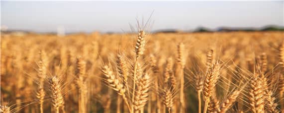 小麦几月份播种（新疆小麦几月份播种）