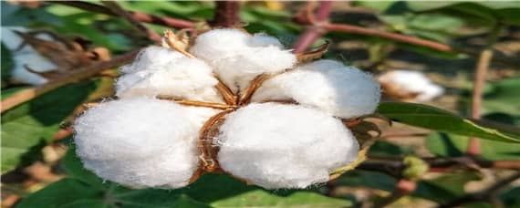棉花适合什么土壤生长 棉花适合种在什么土壤