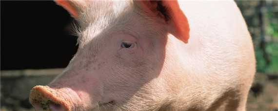 母猪配种后三天症状 母猪配种一个星期后有什么症状