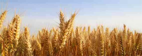 周麦38小麦品种介绍（小麦新品种周麦40）