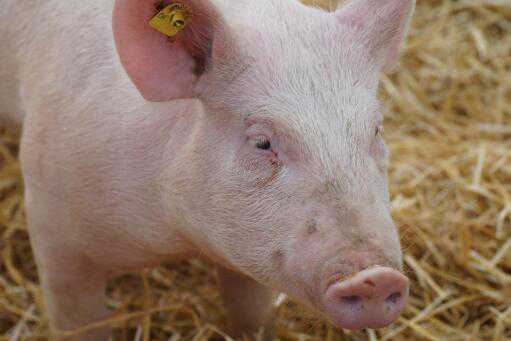 开办一个小型养猪场要投资多少钱（开一个小型养猪场需要投资多少钱）