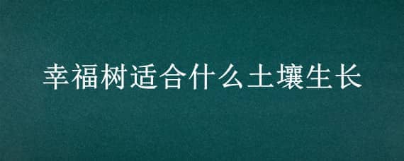 幸福树适合什么土壤生长（幸福树适应什么样的土壤）