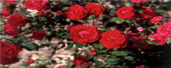 玫瑰花适合什么土壤酸碱度 玫瑰 酸性土壤