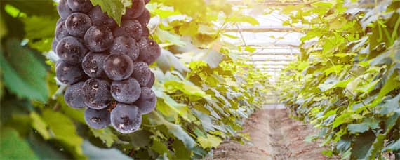 葡萄种植方法与技术管理（葡萄种植方法与技术管理何时套袋）