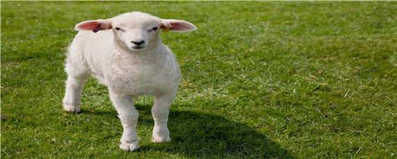 羊多少天下崽怎么计算 羊多长时间下崽啊怀孕几个月下崽