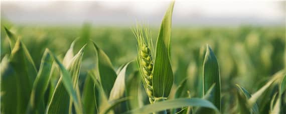 徐麦35小麦每亩下种量 2020徐麦35平均亩产多少