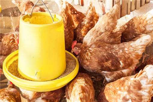 春季鸡群防病办法有哪些 春季养鸡的常见疾病及注意事项