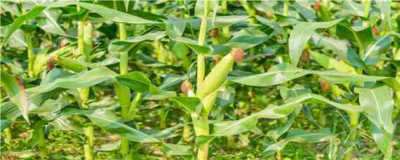 高产玉米品种（2022年高产玉米品种）