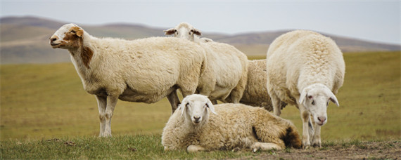 羊的生活特性和特点 羊的生活环境及特点