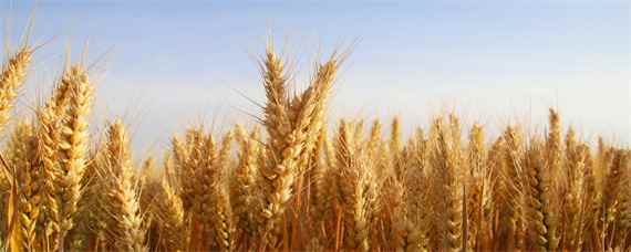 洛麦40品种介绍 洛麦24小麦种