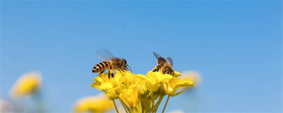 蜂的品种 蜂的品种有哪些图片