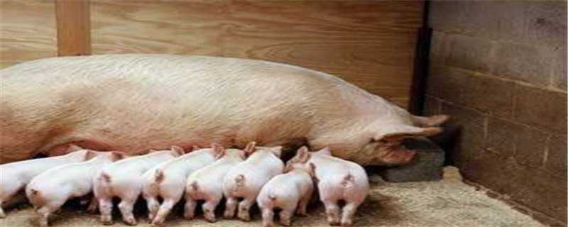 母猪非洲猪瘟早期症状 非洲猪瘟母猪初期明显症状