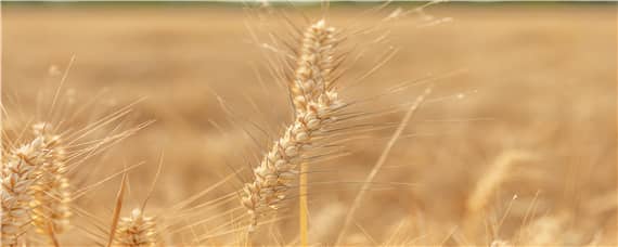 代替矮抗58的小麦品种 矮抗五八小麦品种