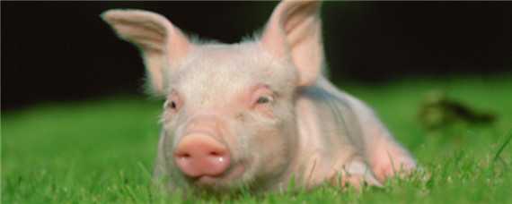 猪蓝耳病用什么药最好 猪预防蓝耳病用啥吃的药