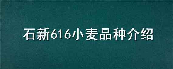 石新616小麦品种介绍（石新616小麦品种怎么样）