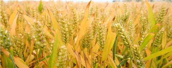 石麦15小麦品种介绍 石麦19品种特征特性
