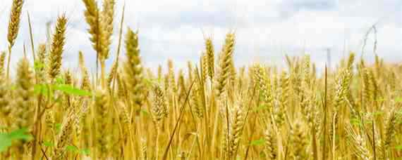 周麦40小麦品种介绍 小麦新品种周麦40