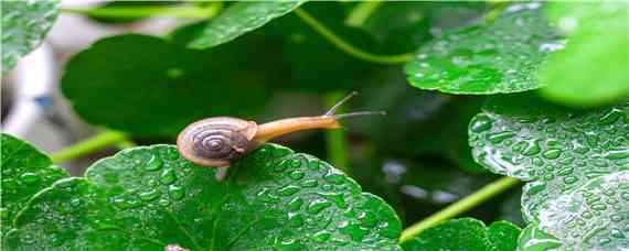 蜗牛怎么养才能养活 野生蜗牛怎么养才能养活