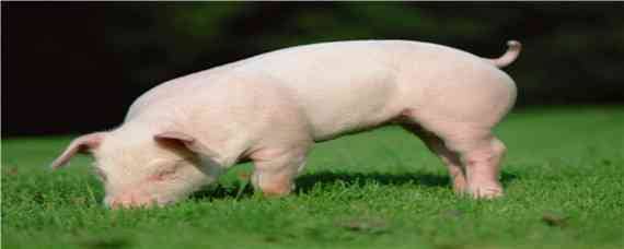 猪早在什么时代就已经被广泛养殖 人们什么时候开始养猪的