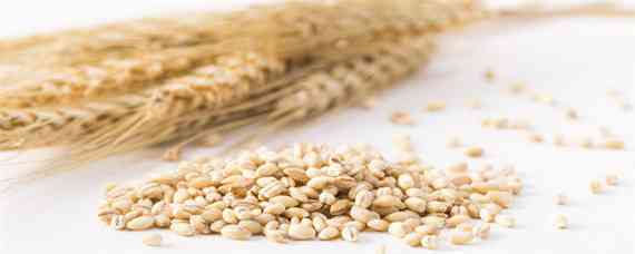 轮选45小麦品种介绍一下（小麦品种轮选45小麦品种好不好?）
