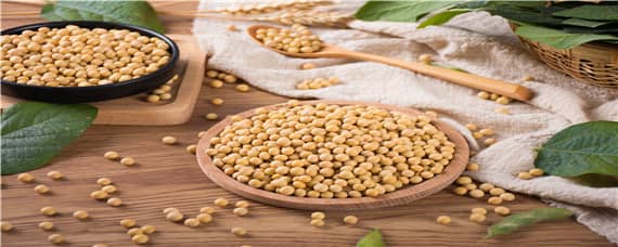 硅对大豆有特殊作用 硅对大豆的作用