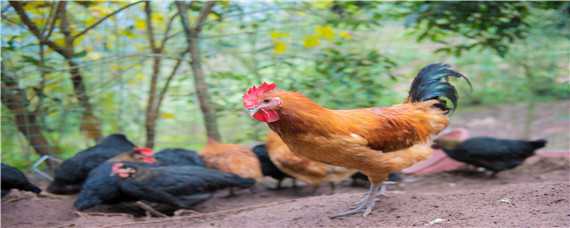 养鸡成本分析 养殖鸡成本与利润分析