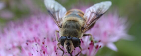 蜂太少如何快速繁殖 蜂量少能繁殖起来吗