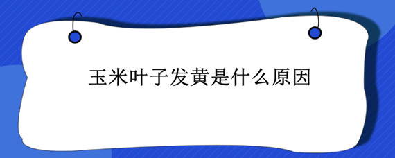 玉米叶子发黄是什么原因 玉米叶子发黄是什么原因引起的