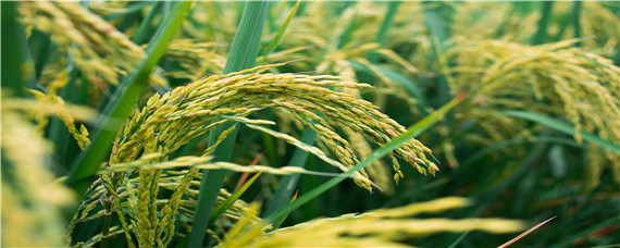 吡唑醚菌酯水稻增产吗（吡唑醚菌酯氟环唑对水稻种植的效果）