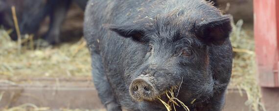 太湖猪的品种介绍 太湖猪的品种介绍图片