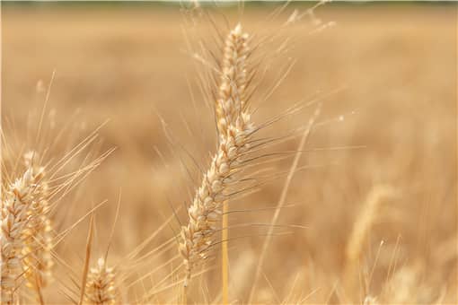 2022年国家对小麦补贴多少一亩 2021年小麦补贴多少钱一亩