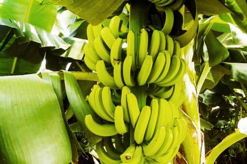 香蕉是无性繁殖还是种子繁殖