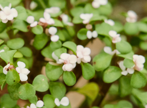 金枝玉叶花的种植方法，生长条件是什么