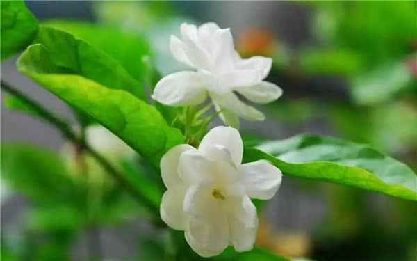 春天开白色花的植物有哪些 春天开白色花的植物有哪些图片