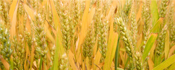 黄淮地区小麦播种最佳时间 华中地区小麦播种最佳时间