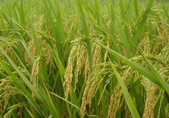麦茬稻怎么管理，注意事项有哪些（稻茬麦播种方式）